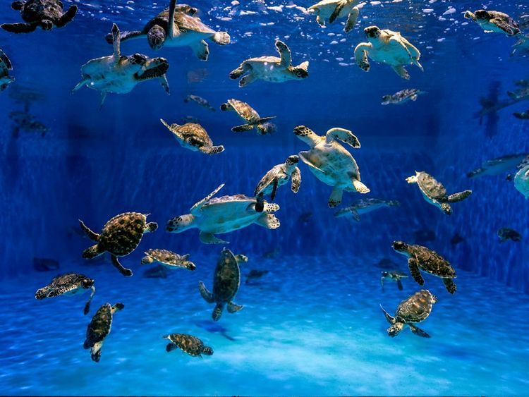 Environment Agency Abu Dhabi rescues more than 200 sea turtles