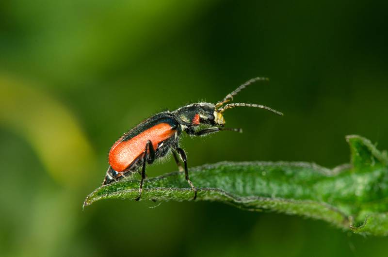 New species of soft-winged flower beetle discovered in the UAE