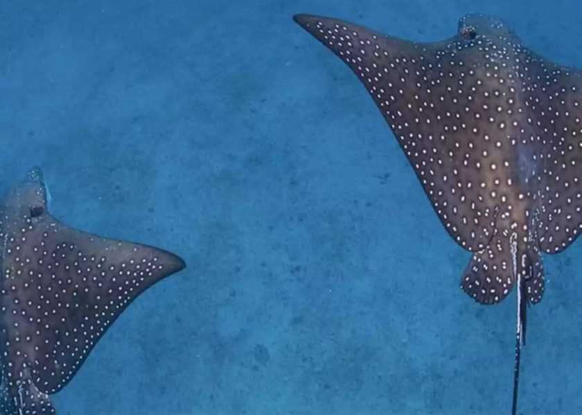 UAE: New Eagle Ray species discovered in Abu Dhabi waters