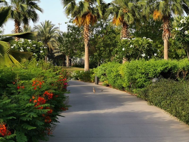 Umm Al Emarat Park supports World Environment Day with ‘GreenWall Initiative’