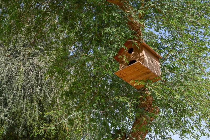 Abu Dhabi installs bird boxes and baths to help wildlife through the summer