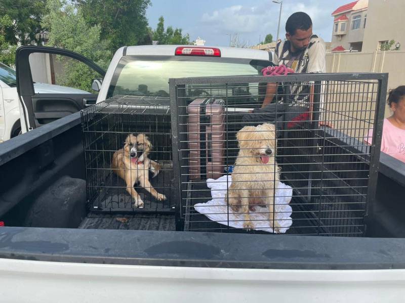 Dozens of animals rescued from Fujairah villa after flash floods