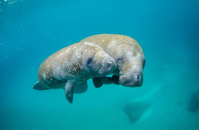 Dugong declared functionally extinct in China in ‘wake-up call’ for conservation efforts