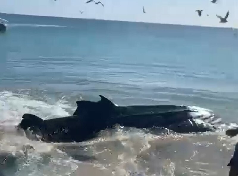 Whale shark stranded on UAE beach saved by fishermen