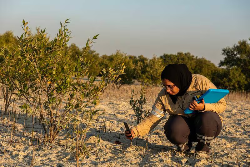 Working Wonders: The data ecology analyst on a mission to protect the UAE’s mangroves