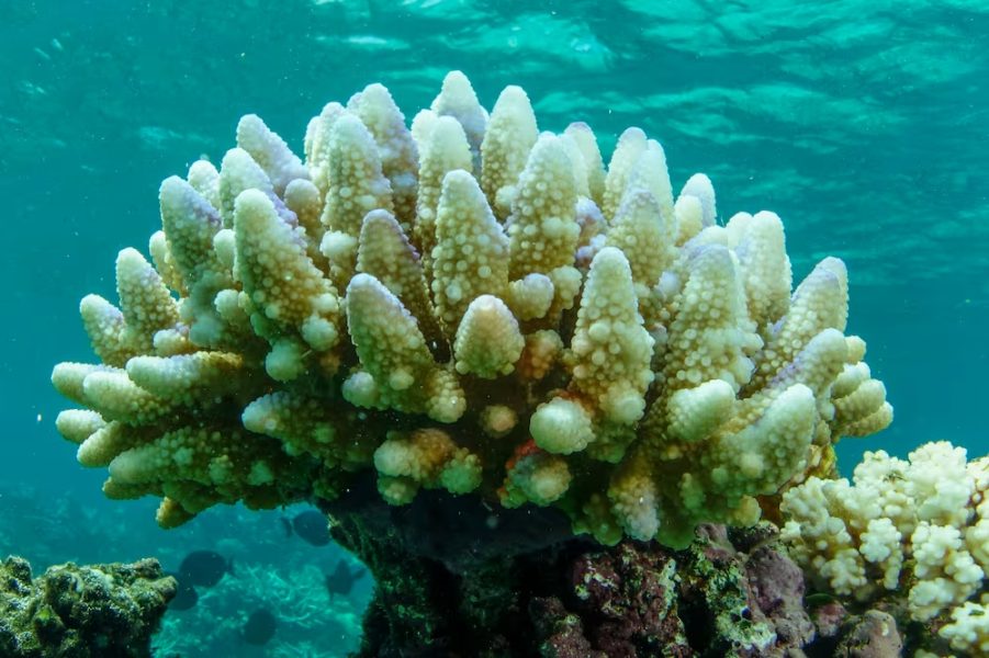 Is there hope for coral reefs in peril from climate change?