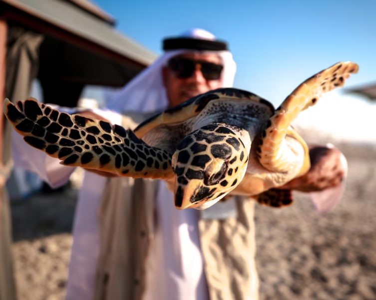 Endangered turtles released into wild at Saadiyat Island