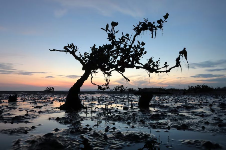 Gulf’s mangroves could shrink by 45 per cent as climate threat looms, report warns