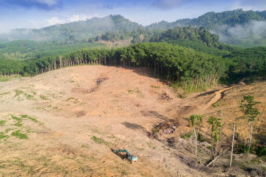 Can the production of palm oil ever be environmentally sustainable?