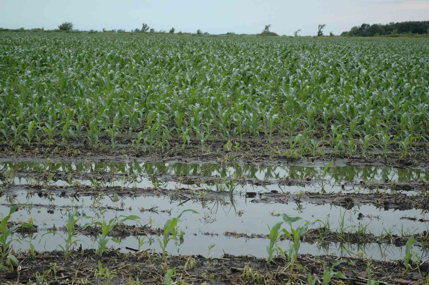 Agricultural impact of flooding