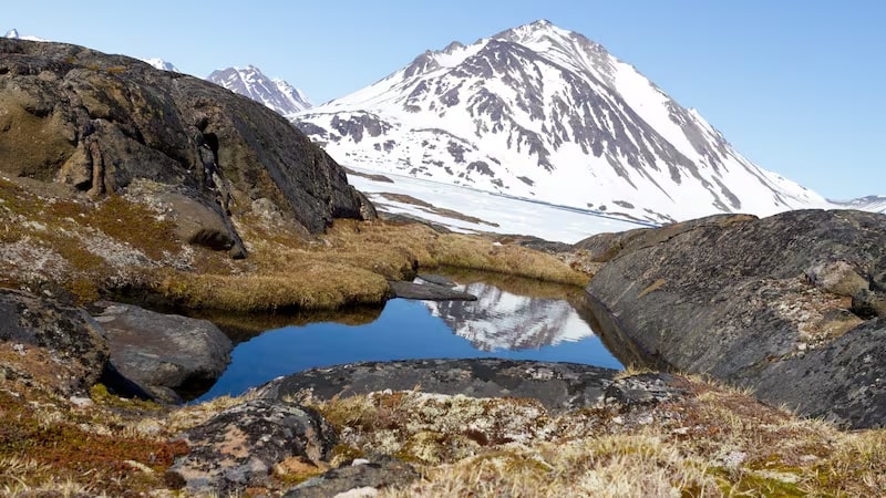 Greenland fossils reveal ice-covered island was once home to flourishing tundra