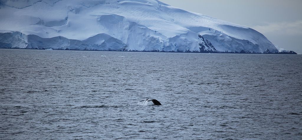 Antarctica vulnerable to invasive species hitching rides on plastic and organic debris