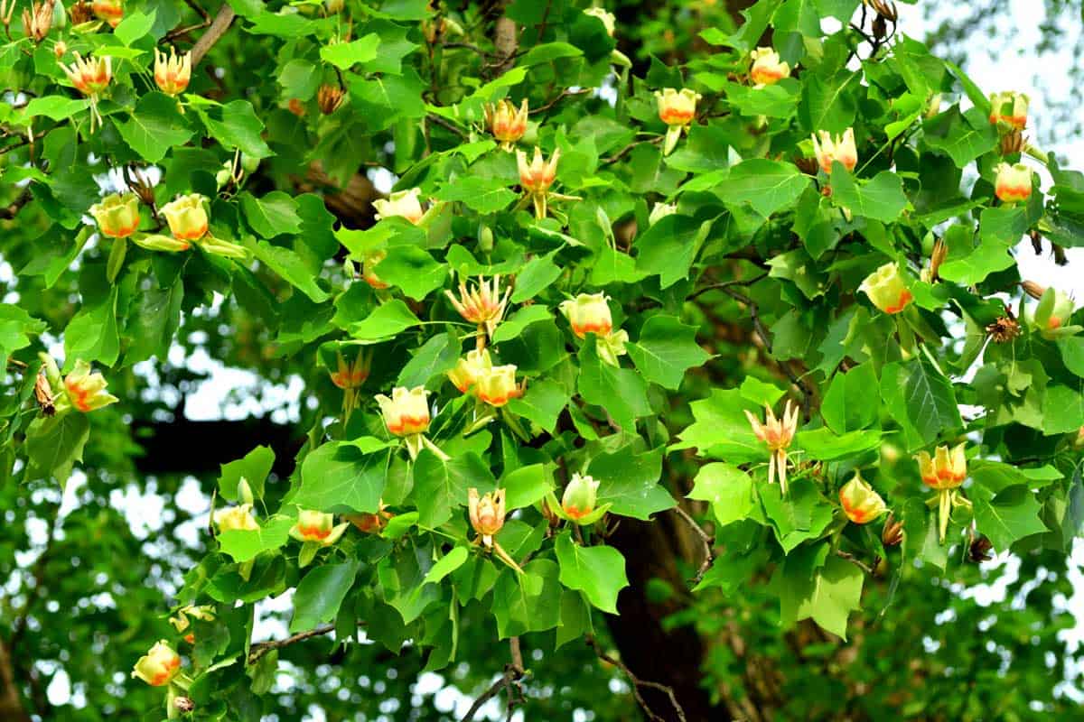 Carbon-hungry tulip trees could help fight global warming