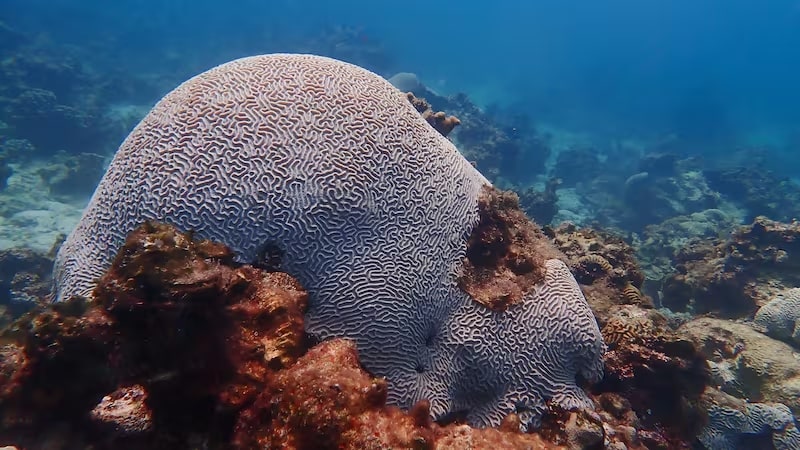 ‘Hope we’ve dodged a bullet’: Concern over major coral bleaching off UAE coast