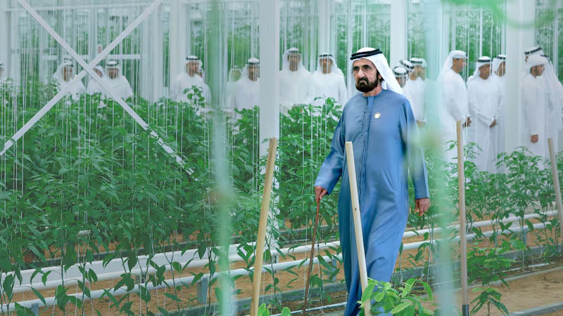 How Plant the Emirates is part of a wider strategy to strengthen food security