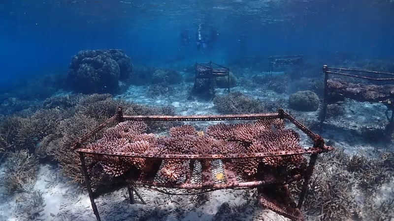 Coral that withstands heat bred for first time