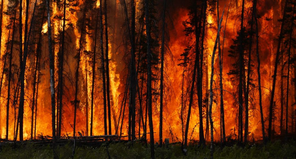 Global carbon dioxide emissions from forest fires increase by 60 percent