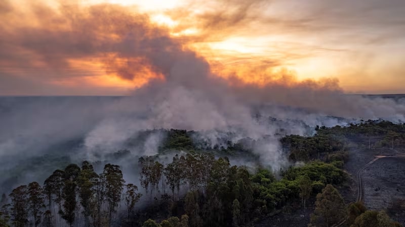 Amazon rainforest ‘could turn to scrub’ in climate tipping point