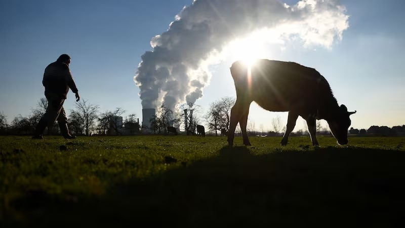 Cut meat production by 13% in wealthy countries ‘to slash global carbon emissions’