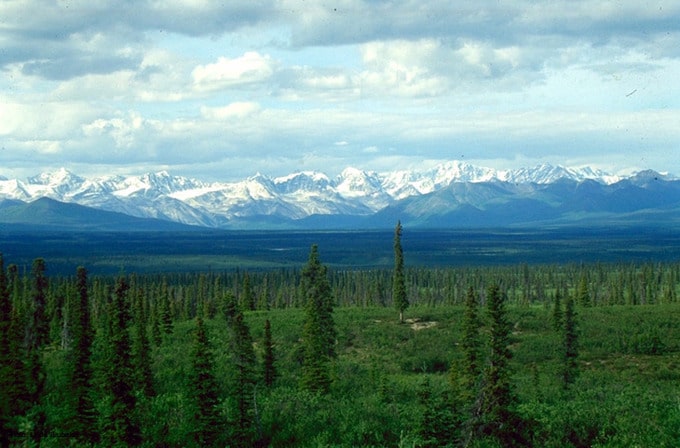 Planting trees in the Arctic could make global warming worse, not better, say scientists