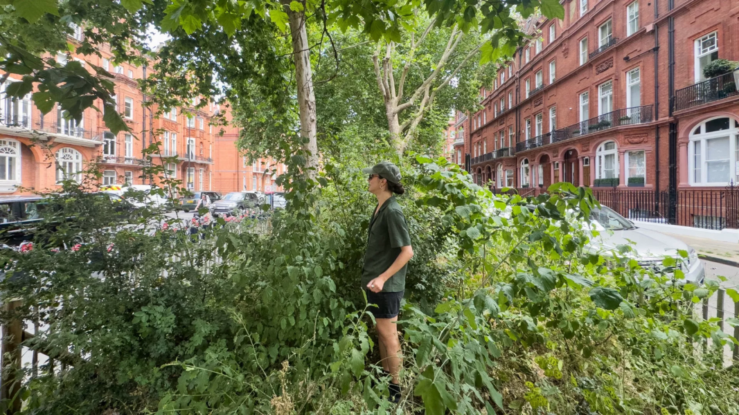 The Japanese ‘micro-forest’ method is transforming cities