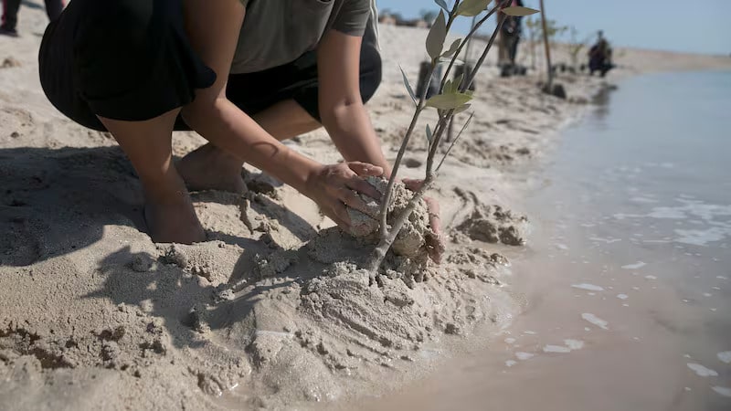 UAE to harness AI to help protect crucial mangroves as global efforts falter