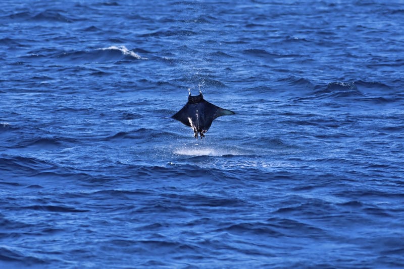 Shark and ray populations have halved since 1970 and overfishing is to blame