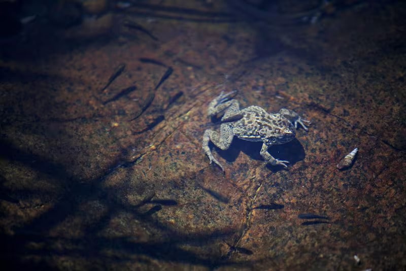 How UAE amphibians are thriving thanks to urbanisation