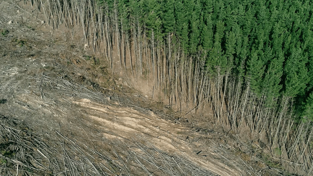 Deforestation linked to thousands of heat-related deaths each year, study warns