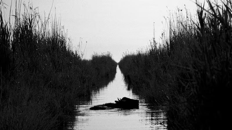 Why Iraq’s marshes are ‘treasures we need to fight for’