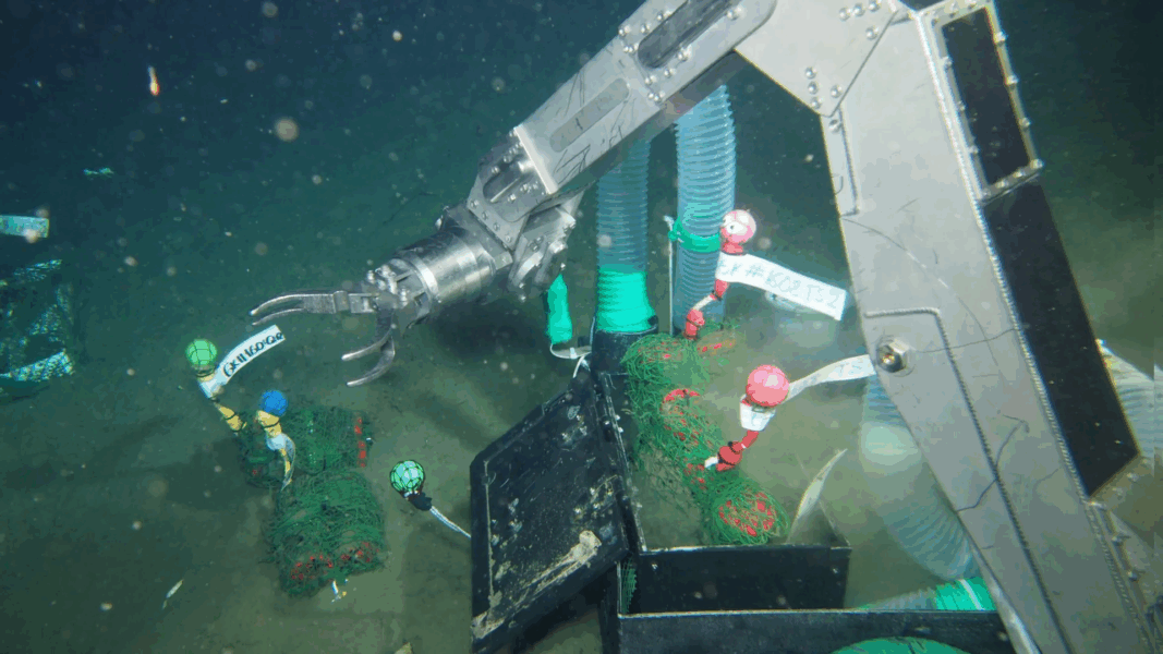 This plastic disappears in the deep sea—and microbes make it happen