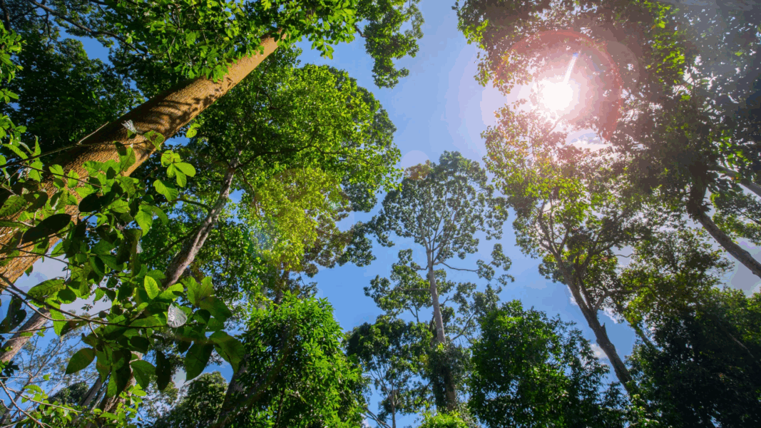 This is where tree planting has the biggest climate impact