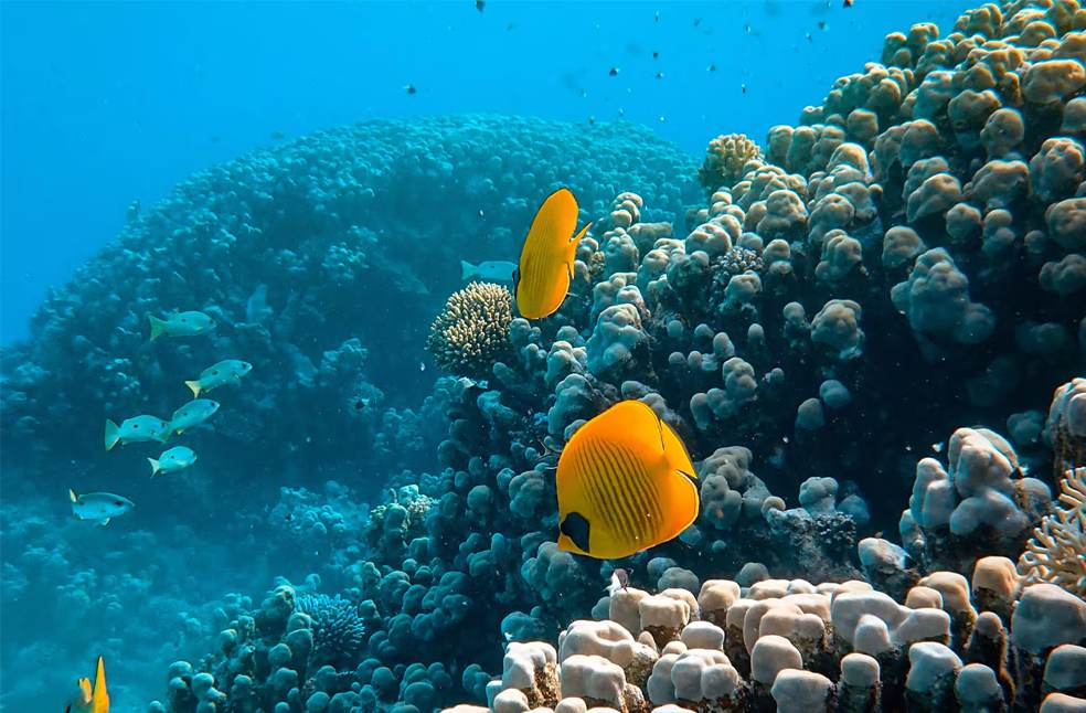 Dubai’s man-made reef turning the tide as marine life starts to return