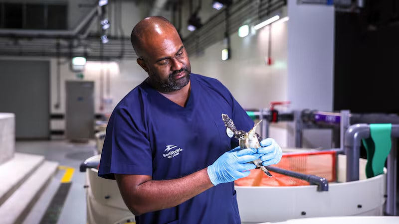 Inside SeaWorld Abu Dhabi’s rescue centre: tackling sea snakes, turtles and warming Gulf waters