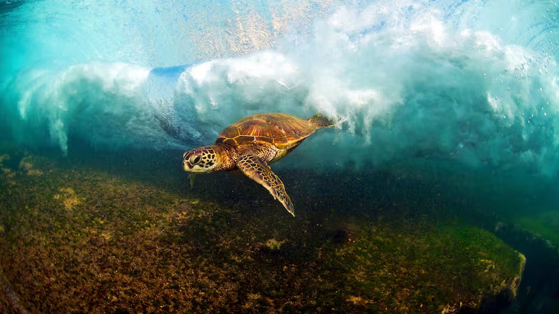 Dubai school ocean education plan to make waves for marine conservation