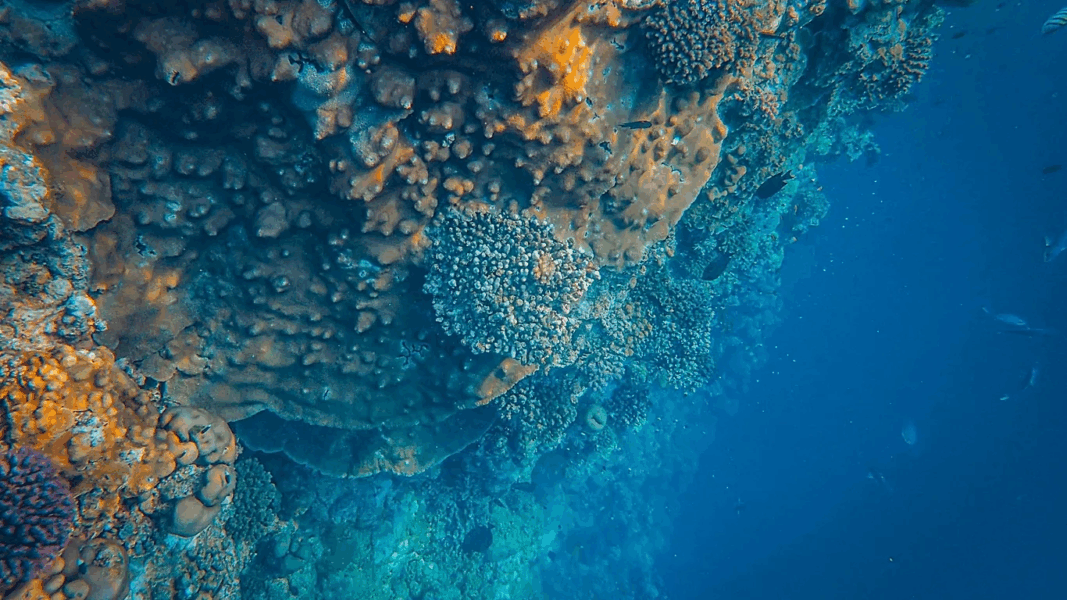 Marine heatwaves disrupt crucial carbon storage processes in the ocean, new study finds