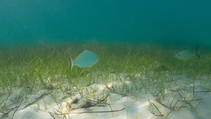 Environment Agency – Abu Dhabi partners with TotalEnergies to launch seagrass restoration programme