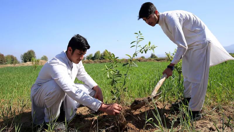 Why Pakistan is planting 10 billion trees to combat climate change and economic challenges