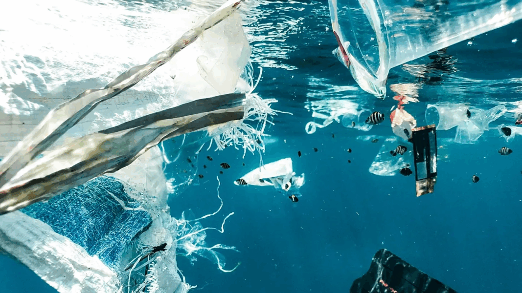 ‘Existential threat’: How small doses of ocean plastic are killing off marine life