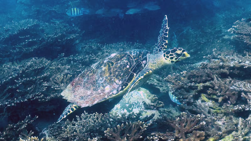 How Sharjah coral reefs are turning the tide in recovery from bleach damage
