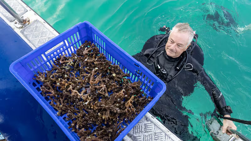 Under pressure: Fujairah divers’ coral project battles effects of climate change