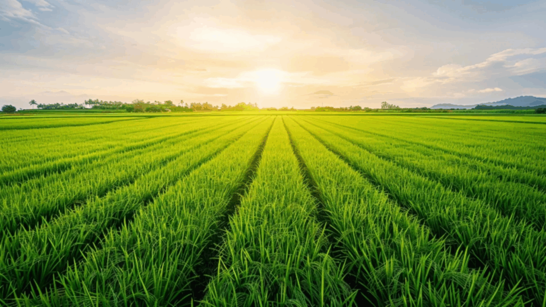 A tiny mineral may hold the secret to feeding billions sustainably