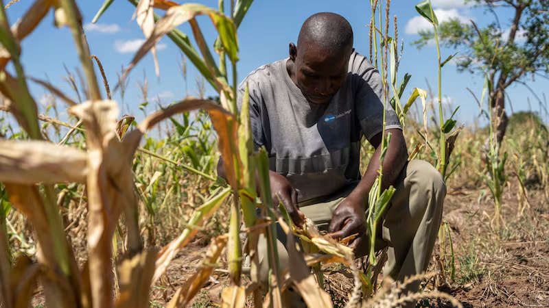 UAE to use AI to support millions of farmers in climate fight