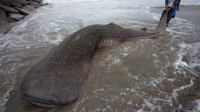 Shark fishing ban to bring endangered species back from brink