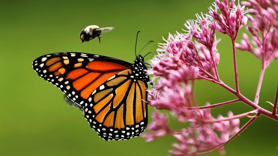 Monarch butterflies face a 3,000km migration. Can they survive with dwindling nectar supplies?