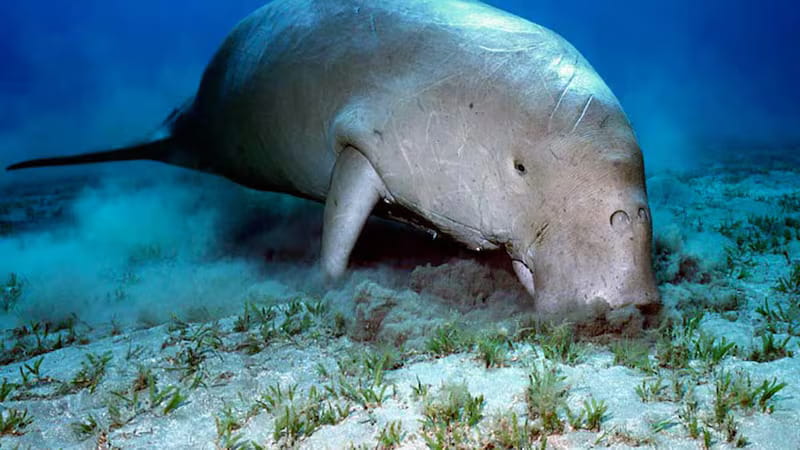 UAE launches $3 million global drive to protect dugongs and other threatened species