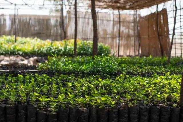 UAE-based climate platform structured its first Article 6 carbon finance transaction