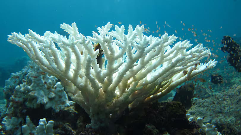 Abu Dhabi scientists stress-test corals to find out which can stand the heat of climate change
