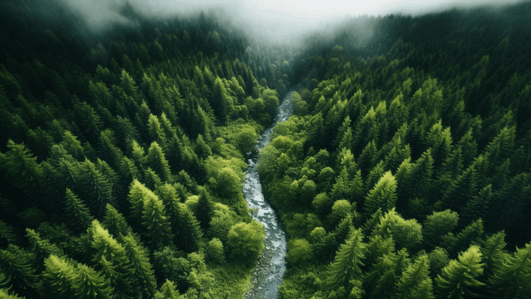 Forests are changing fast and scientists are deeply concerned