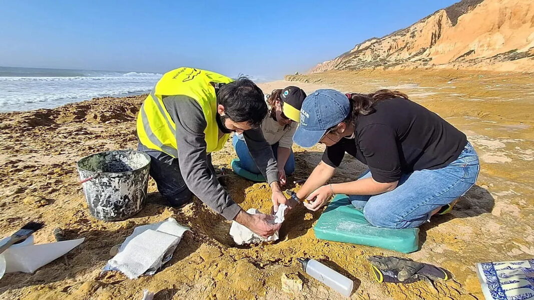 ‘An important paleontological find’: Portugal’s storms expose rare 10 million-year-old whale fossils